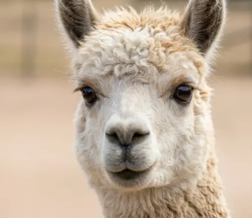 alpaca-half-media-1